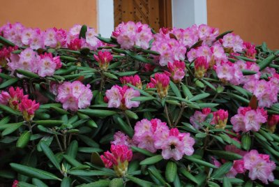 Rhododendron - pěnišník - v květu na nádvoří